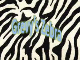 Grevy’s Zebra 