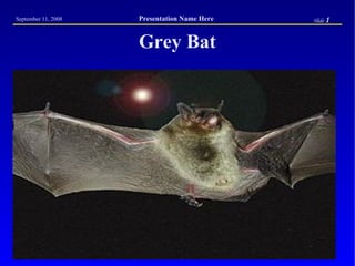 Grey Bat 