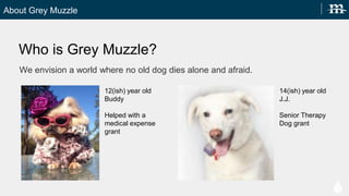 About Grey Muzzle
Who is Grey Muzzle?
We envision a world where no old dog dies alone and afraid.
12(ish) year old Buddy
Helped with a medical
expense grant
14(ish) year old J.J.
Senior Therapy Dog
grant
 