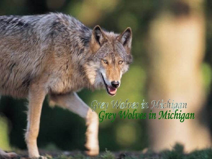 Grey Wolves In Michigan