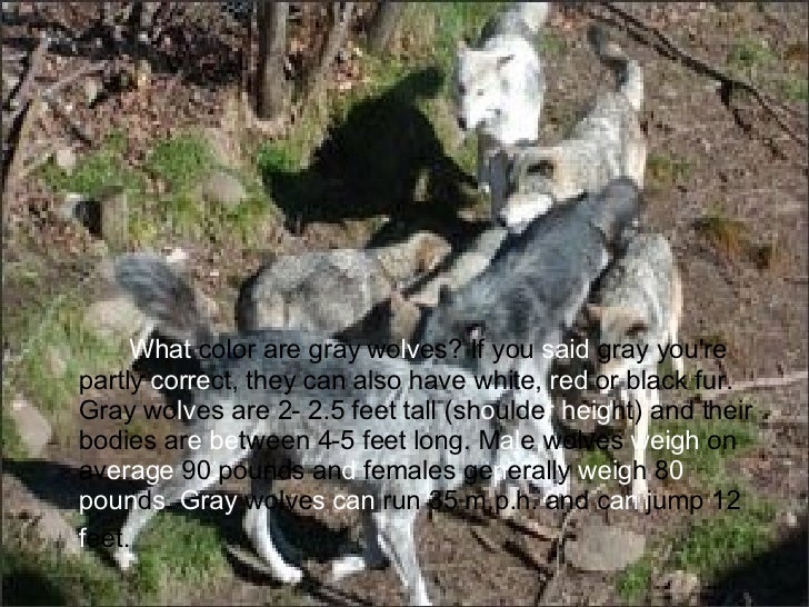 Grey Wolves In Michigan