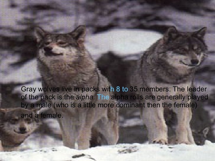 Grey Wolves In Michigan