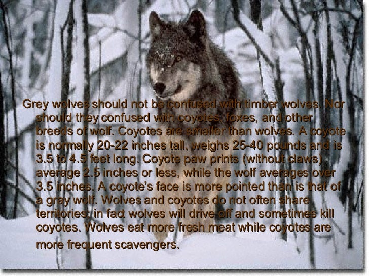 Grey Wolves In Michigan