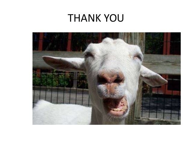 dairy goats
