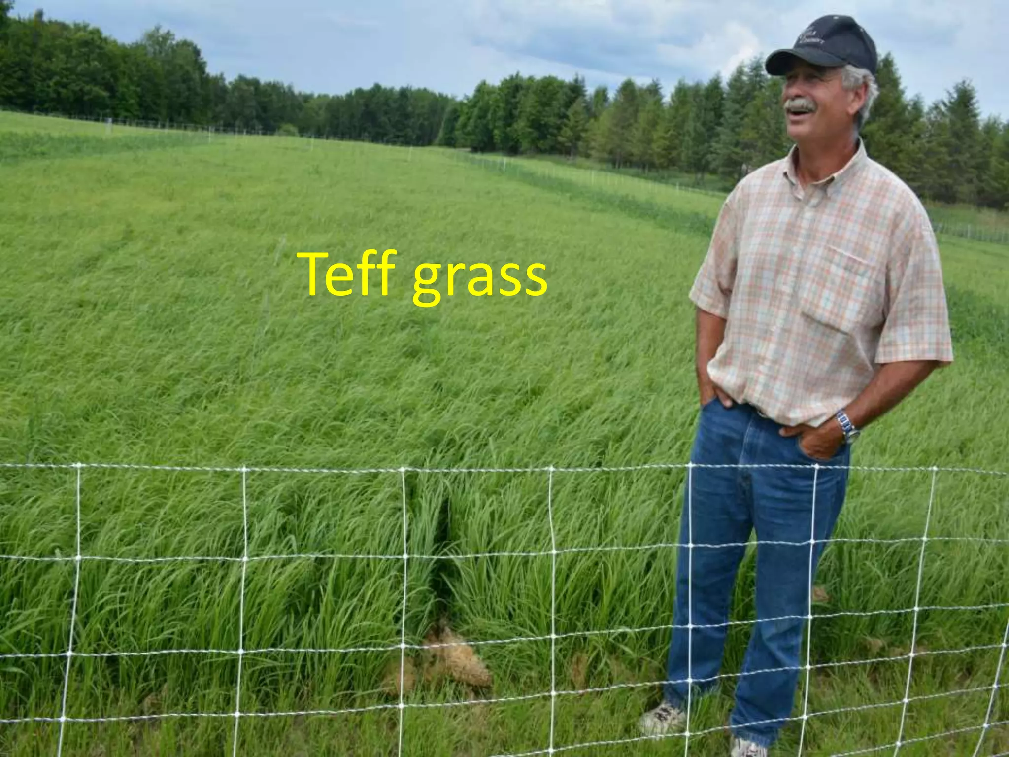 Teff grass
 