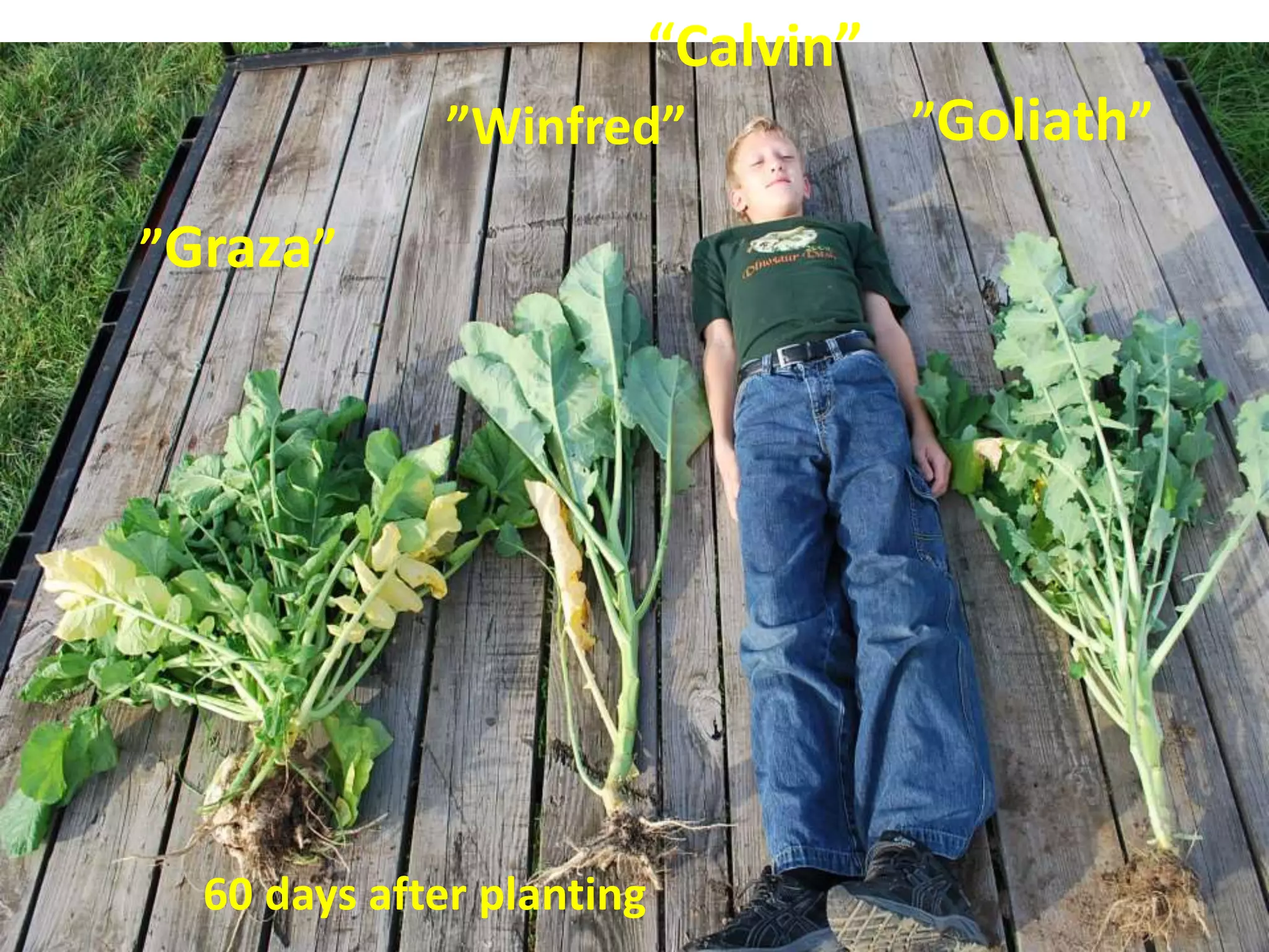 ”Graza”
”Goliath””Winfred”
“Calvin”
60 days after planting
 