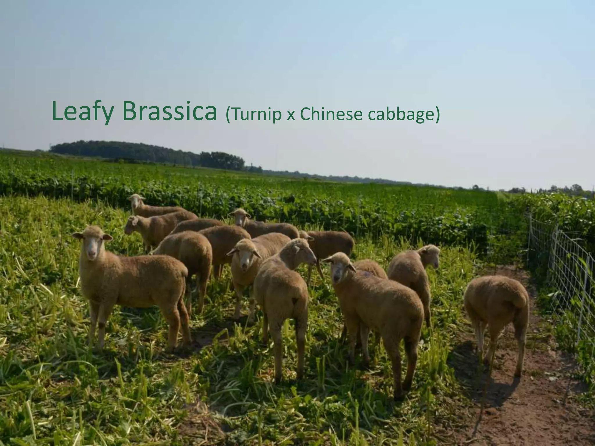 Leafy Brassica (Turnip x Chinese cabbage)
 