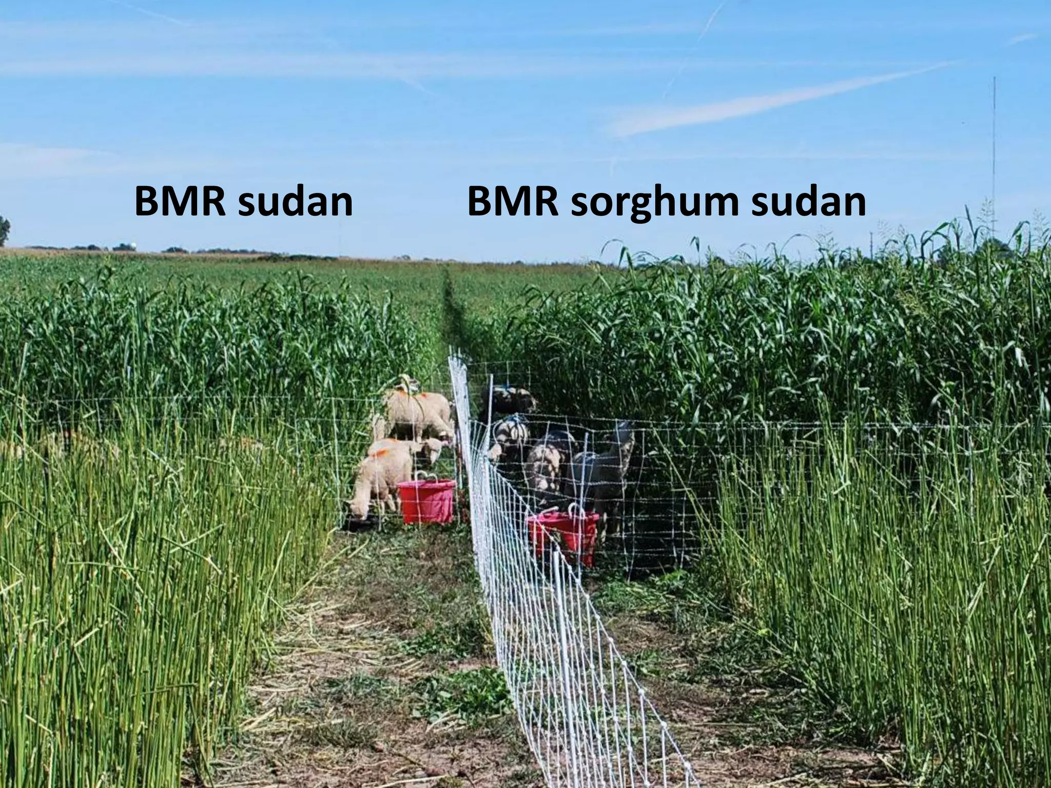BMR sorghum sudanBMR sudan
 