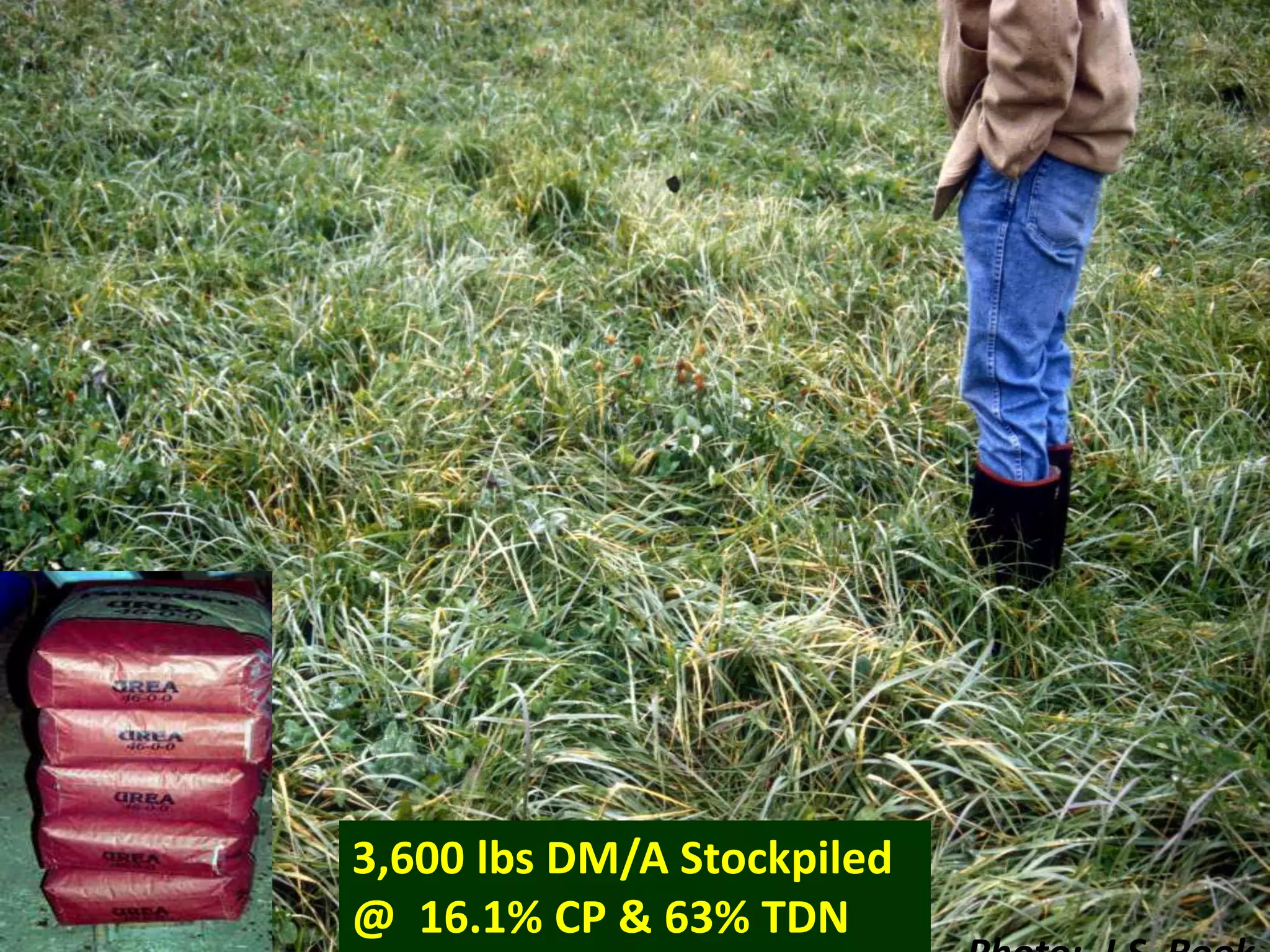 3,600 lbs DM/A Stockpiled
@ 16.1% CP & 63% TDN
 