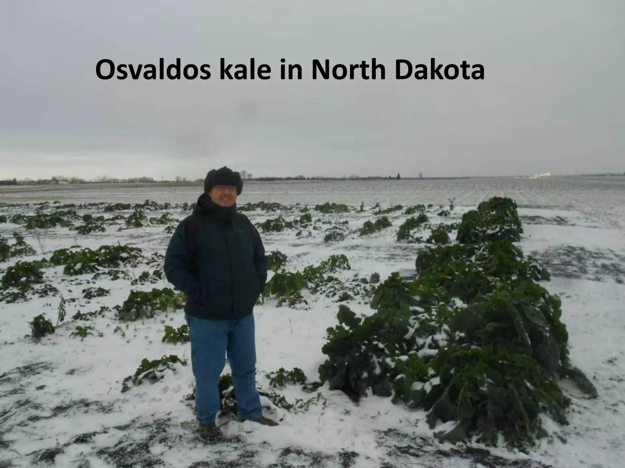Osvaldos kale in North Dakota
 