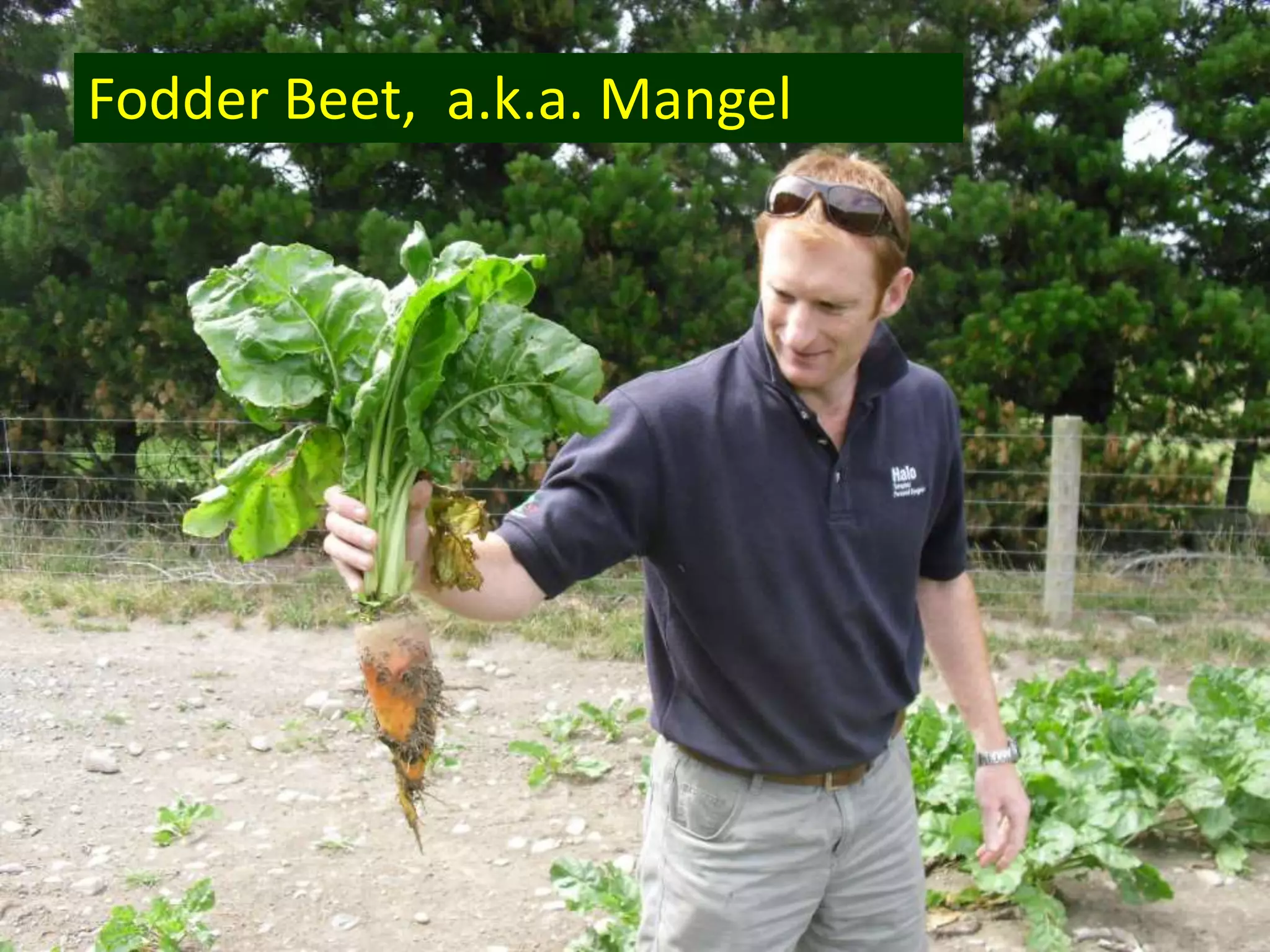 Fodder Beet, a.k.a. Mangel
 