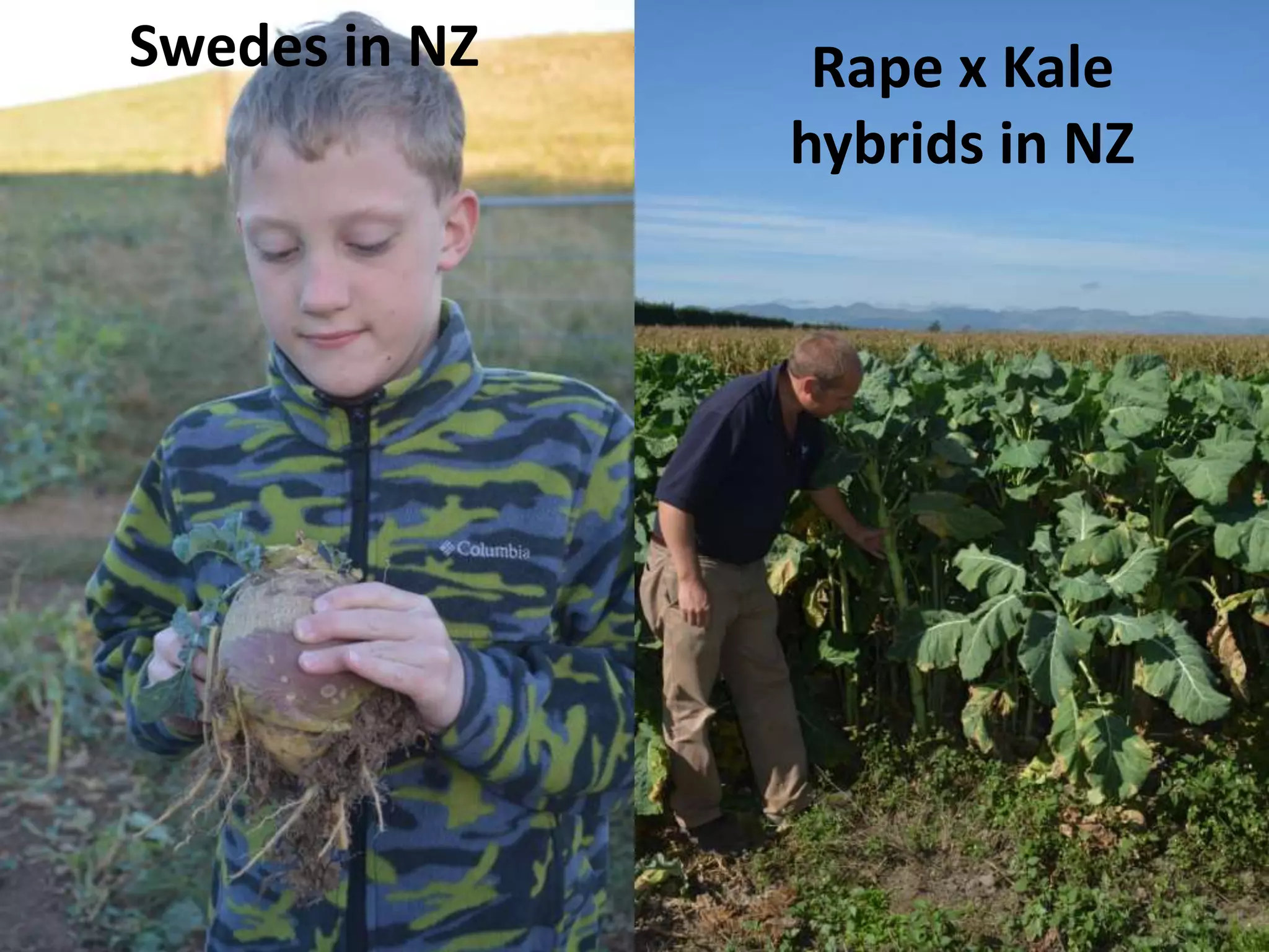 Swedes in NZ Rape x Kale
hybrids in NZ
 