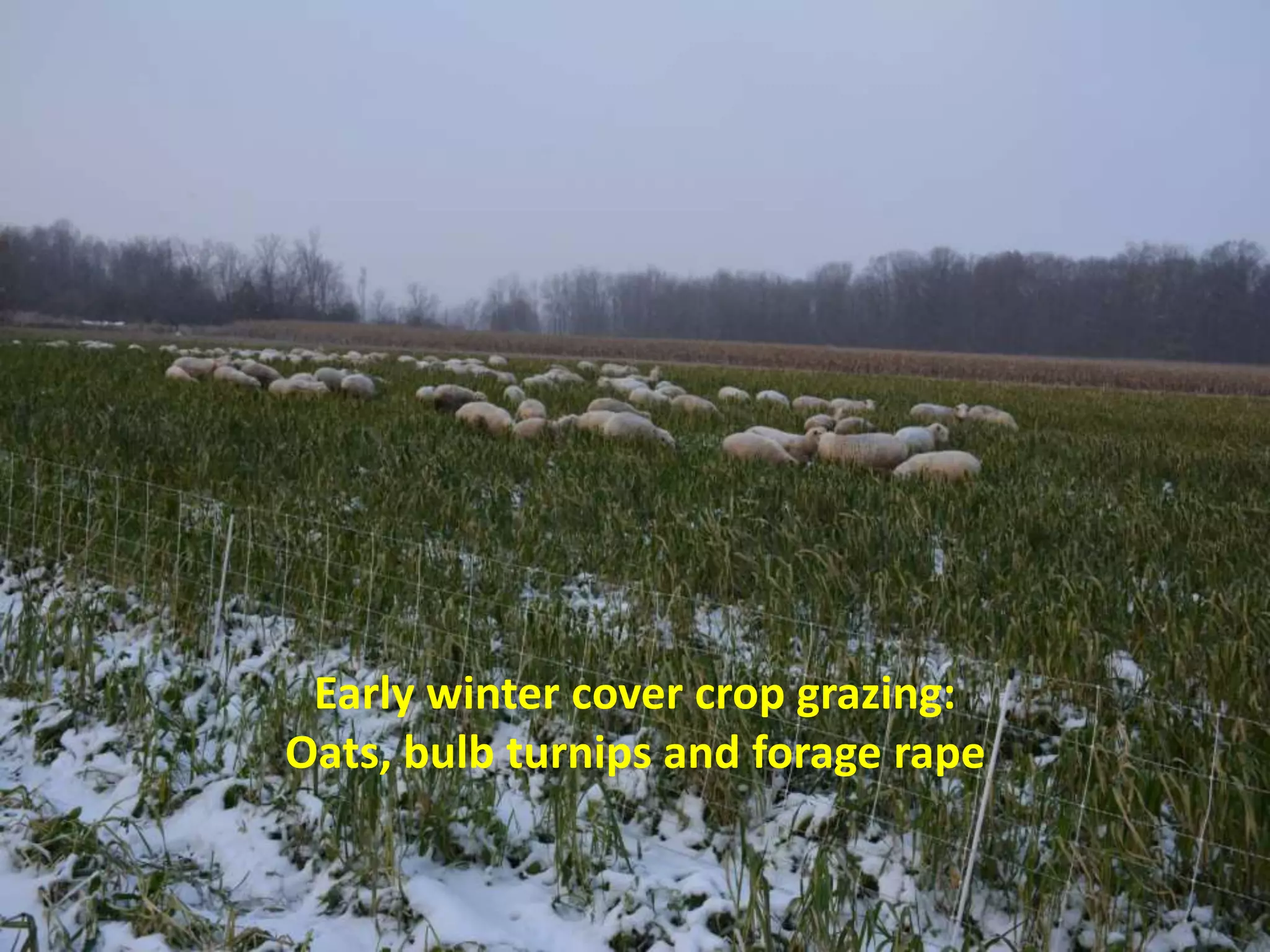 Rape/kale
Leafy Turnip
Jan 15, 2013 Eaton Rapids, MI
Early winter cover crop grazing:
Oats, bulb turnips and forage rape
 