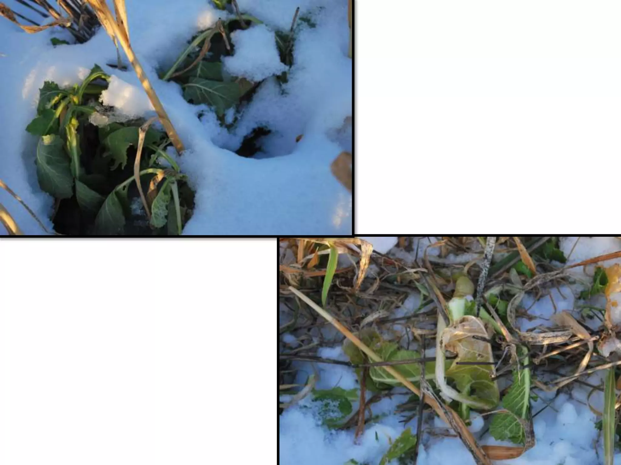 Rape/kale
Leafy Turnip
Jan 15, 2013 Eaton Rapids, MI
 