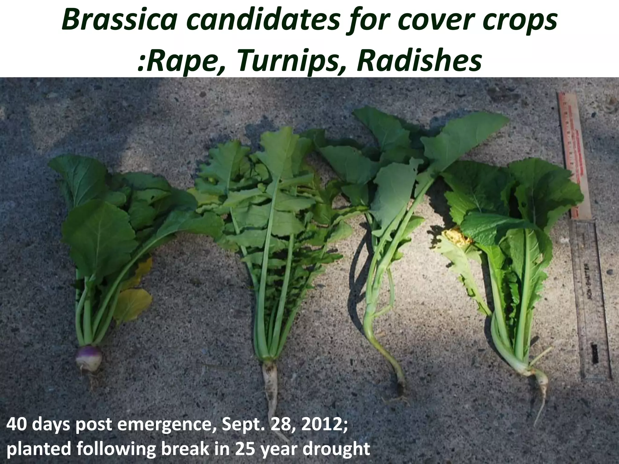 Brassica candidates for cover crops
:Rape, Turnips, Radishes
40 days post emergence, Sept. 28, 2012;
planted following break in 25 year drought
 