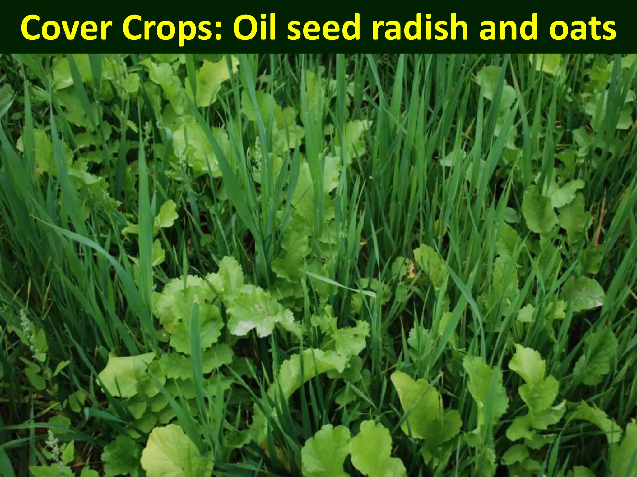 Cover Crops: Oil seed radish and oats
 