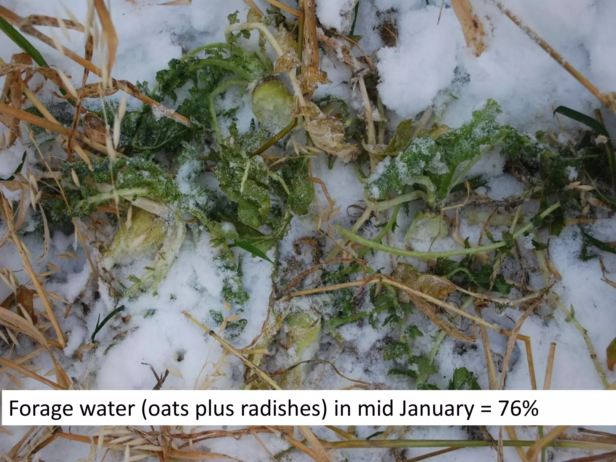 Forage water (oats plus radishes) in mid January = 76%
 
