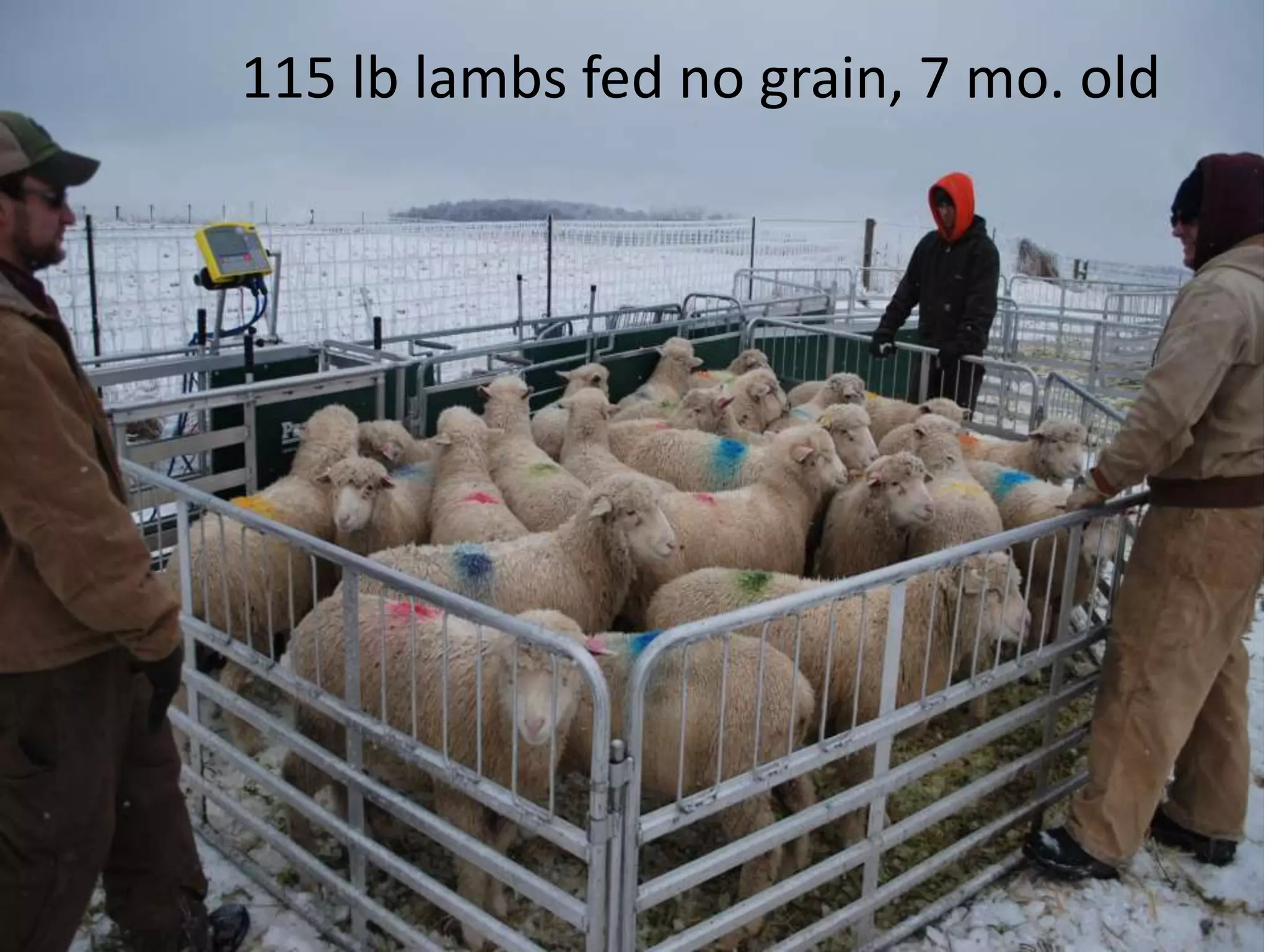 115 lb lambs fed no grain, 7 mo. old
 