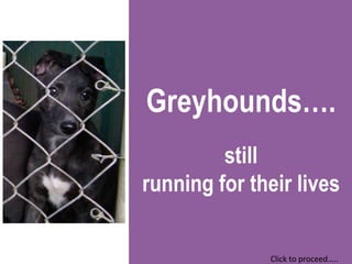 Greyhounds….
         still
running for their lives

              Click to proceed…..
 