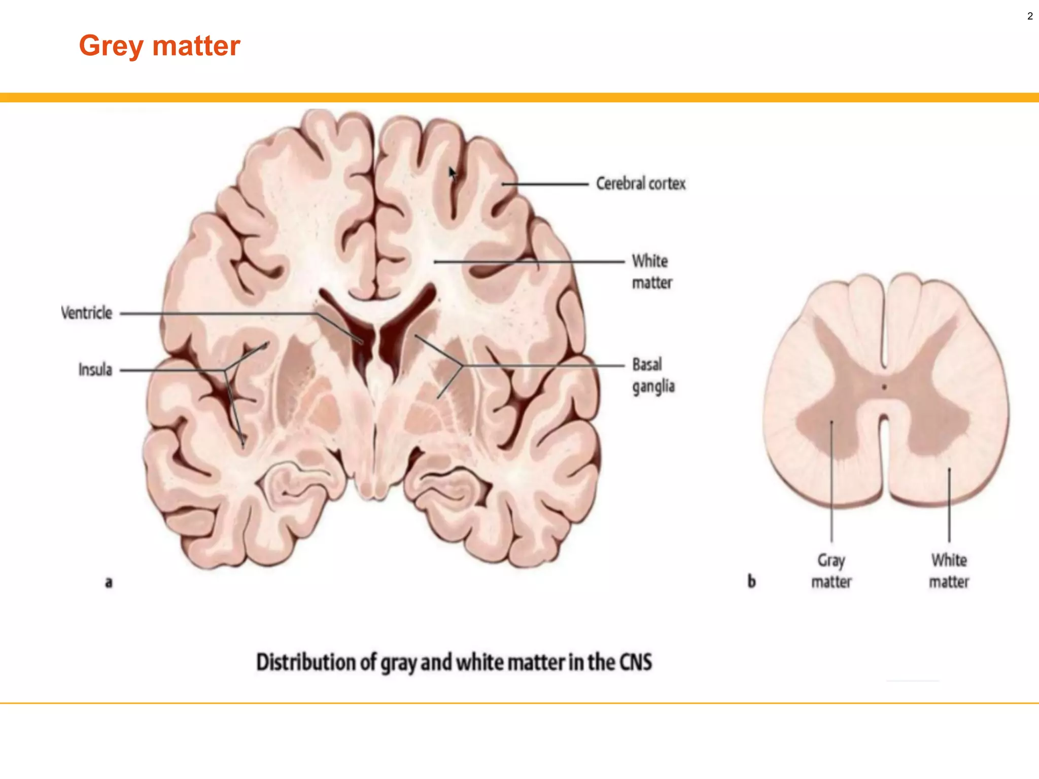 Cerebral Cortex Gray Matter Gray Matter Vs White Matter: What Is In A