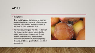 Gray Infection Grey mold | PDF