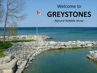 Welcome to  GREYSTONES Natural Wildlife Show 