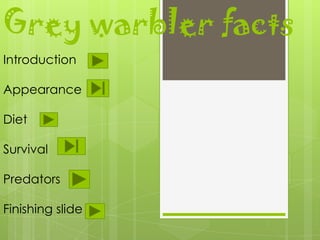Grey warbler facts
Introduction

Appearance

Diet

Survival

Predators

Finishing slide
 