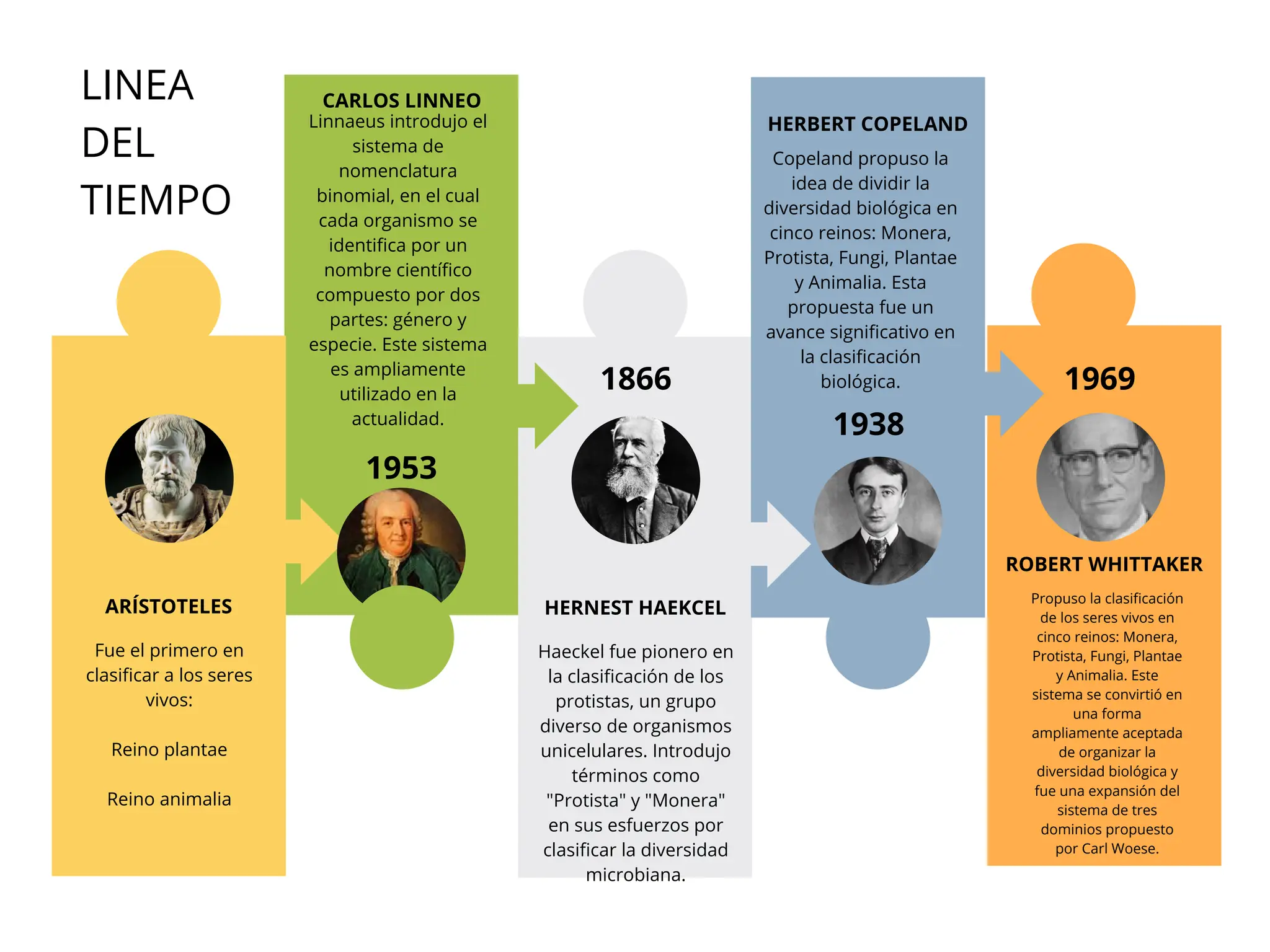 Linea de tiempo categorías taxonómicasss | PDF