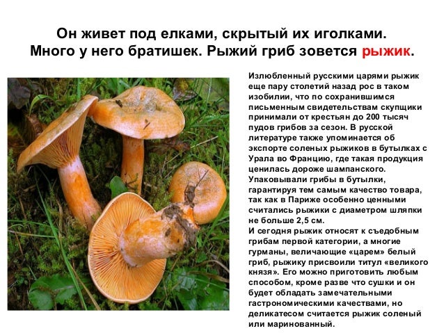 рыжий гриб фото онлайн рыжий гриб фото