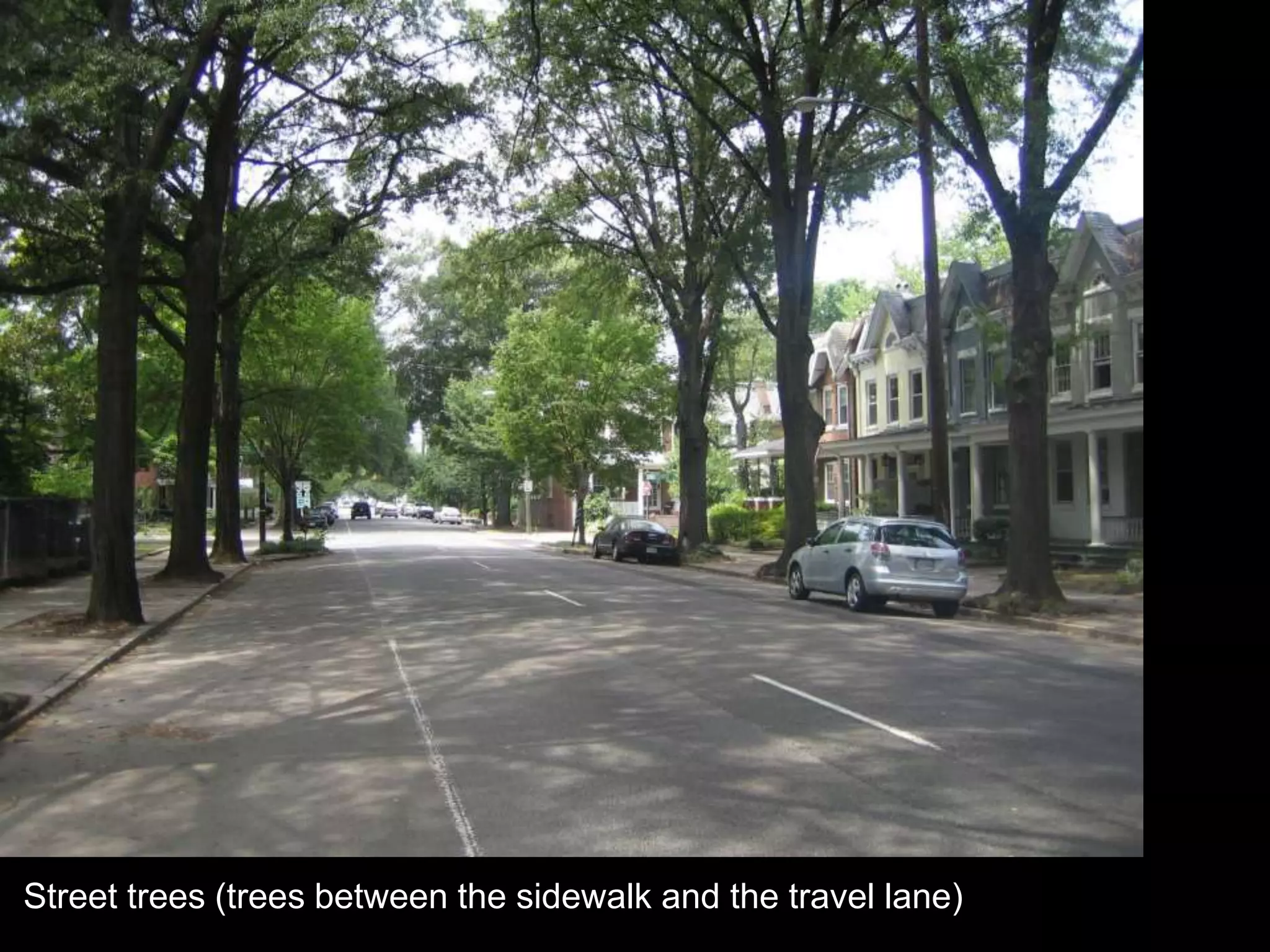Street trees (trees between the sidewalk and the travel lane)
 
