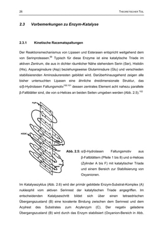 26                                                                           THEORETISCHER TEIL



2.3      Vorbemerkungen zu Enzym-Katalyse



2.3.1       Kinetische Racematspaltungen

Der Reaktionsmechanismus von Lipasen und Esterasen entspricht weitgehend dem
von Serinproteasen.99 Typisch für diese Enzyme ist eine katalytische Triade im
aktiven Zentrum, die aus in dichter räumlicher Nähe stehendem Serin (Ser), Histidin
(His), Asparaginsäure (Asp) beziehungsweise Glutaminsäure (Glu) und verschieden
stabilisierenden Aminosäureresten gebildet wird. Darüberhinausgehend zeigen alle
bisher     untersuchten   Lipasen    eine    ähnliche     dreidimensionale     Struktur,   das
α/β-Hydrolasen Faltungsmotiv100,101 dessen zentrales Element acht nahezu parallele
β-Faltblätter sind, die von α-Helices an beiden Seiten umgeben werden (Abb. 2.5).102




                                    Abb. 2.5: α/β-Hydrolasen         Faltungsmotiv         aus
                                               β-Faltblättern (Pfeile 1 bis 8) und α-Helices
                                               (Zylinder A bis F) mit katalytischer Triade
                                               und einem Bereich zur Stabilisierung von
                                               Oxyanionen.

Im Katalysezyklus (Abb. 2.6) wird der primär gebildete Enzym-Substrat-Komplex (A)
nukleophil vom aktiven Serinrest der katalytischen Triade angegriffen. Im
entscheidenden       Katalyseschritt     bildet    sich     über     einen     tetraedrischen
Übergangszustand (B) eine kovalente Bindung zwischen dem Serinrest und dem
Acylrest     des   Substrates    zum        Acylenzym     (C).     Der   negativ     geladene
Übergangszustand (B) wird durch das Enzym stabilisiert (Oxyanion-Bereich in Abb.
 