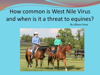 How common is West Nile Virus and when is it a threat to equines? By Allison Griest 