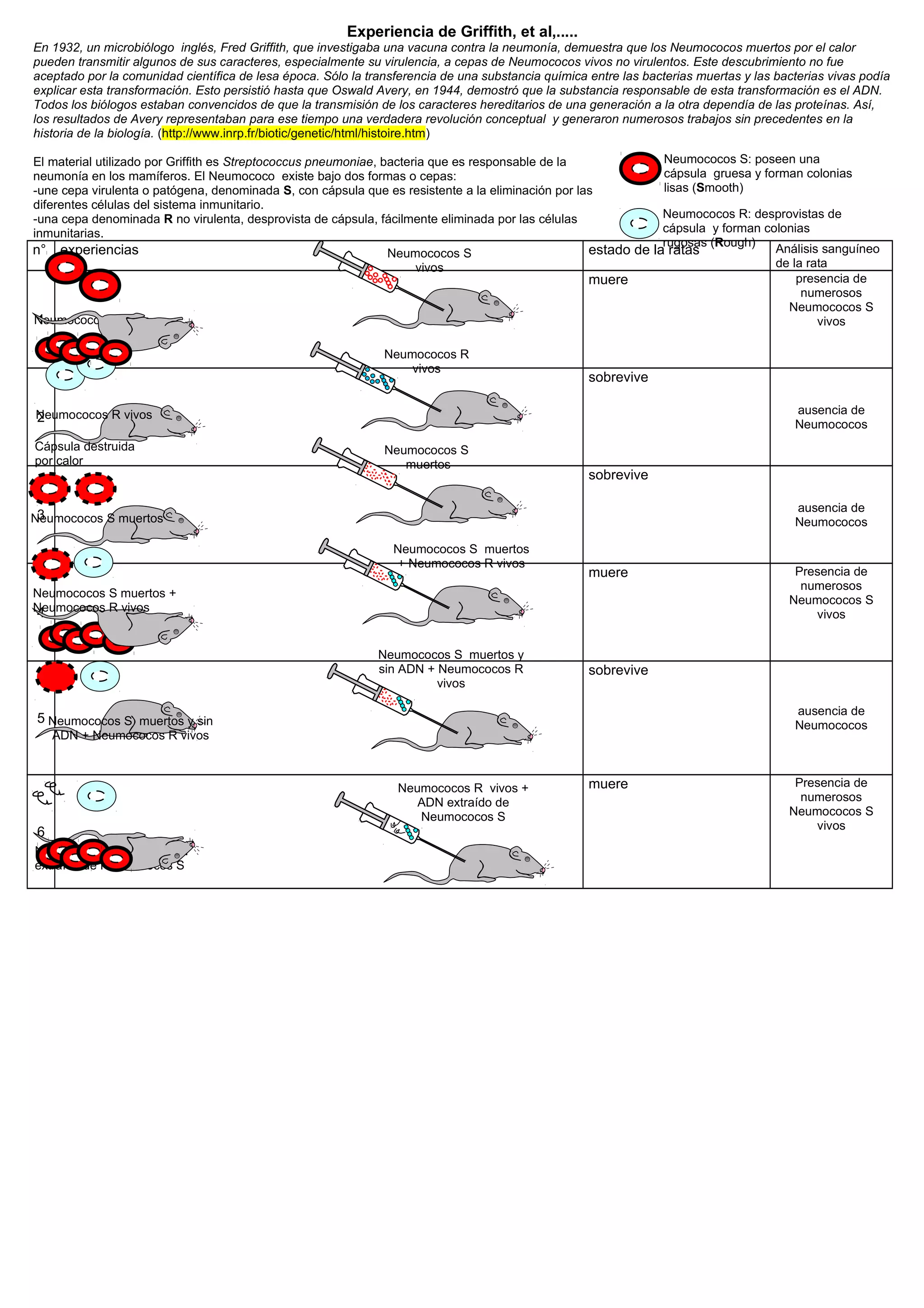 Experiencia de Griffith, et al,.....
En 1932, un microbiólogo inglés, Fred Griffith, que investigaba una vacuna contra la neumonía, demuestra que los Neumococos muertos por el calor
pueden transmitir algunos de sus caracteres, especialmente su virulencia, a cepas de Neumococos vivos no virulentos. Este descubrimiento no fue
aceptado por la comunidad científica de lesa época. Sólo la transferencia de una substancia química entre las bacterias muertas y las bacterias vivas podía
explicar esta transformación. Esto persistió hasta que Oswald Avery, en 1944, demostró que la substancia responsable de esta transformación es el ADN.
Todos los biólogos estaban convencidos de que la transmisión de los caracteres hereditarios de una generación a la otra dependía de las proteínas. Así,
los resultados de Avery representaban para ese tiempo una verdadera revolución conceptual y generaron numerosos trabajos sin precedentes en la
historia de la biología. (http://www.inrp.fr/biotic/genetic/html/histoire.htm)

El material utilizado por Griffith es Streptococcus pneumoniae, bacteria que es responsable de la                 Neumococos S: poseen una
neumonía en los mamíferos. El Neumococo existe bajo dos formas o cepas:                                           cápsula gruesa y forman colonias
-une cepa virulenta o patógena, denominada S, con cápsula que es resistente a la eliminación por las              lisas (Smooth)
diferentes células del sistema inmunitario.
-una cepa denominada R no virulenta, desprovista de cápsula, fácilmente eliminada por las células               Neumococos R: desprovistas de
inmunitarias.                                                                                                   cápsula y forman colonias
                                                                                                                rugosas (Rough)
n°    experiencias                                              Neumococos S                        estado de la ratas             Análisis sanguíneo
                                                                    vivos                                                          de la rata
                                                                                                    muere                              presencia de
                                                                                                                                        numerosos
                                                                                                                                     Neumococos S
1
Neumococos S vivos                                                                                                                         vivos

                                                               Neumococos R
                                                                   vivos
                                                                                                    sobrevive

Neumococos R vivos                                                                                                                       ausencia de
2                                                                                                                                        Neumococos
Cápsula destruida                                              Neumococos S
por calor                                                         muertos
                                                                                                    sobrevive

                                                                                                                                         ausencia de
 3
Neumococos S muertos                                                                                                                     Neumococos

                                                                 Neumococos S muertos
                                                                 + Neumococos R vivos
                                                                                                    muere                                Presencia de
                                                                                                                                          numerosos
Neumococos S muertos +
                                                                                                                                        Neumococos S
Neumococos R vivos
4                                                                                                                                           vivos


                                                              Neumococos S muertos y
                                                              sin ADN + Neumococos R                sobrevive
                                                                        vivos

                                                                                                                                         ausencia de
5 Neumococos S muertos y sin                                                                                                             Neumococos
     ADN + Neumococos R vivos



                                                                 Neumococos R vivos +               muere                                Presencia de
                                                                    ADN extraído de                                                       numerosos
                                                                    Neumococos S                                                        Neumococos S
                                                                                                                                            vivos
6
Neumococos R vivos +ADN
extraído de Neumococos S
 