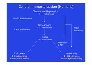 Telomerase, ALT and extending our age/telomeres
Telomerase has been seen as an excellent target for cancer therapy as
it i...