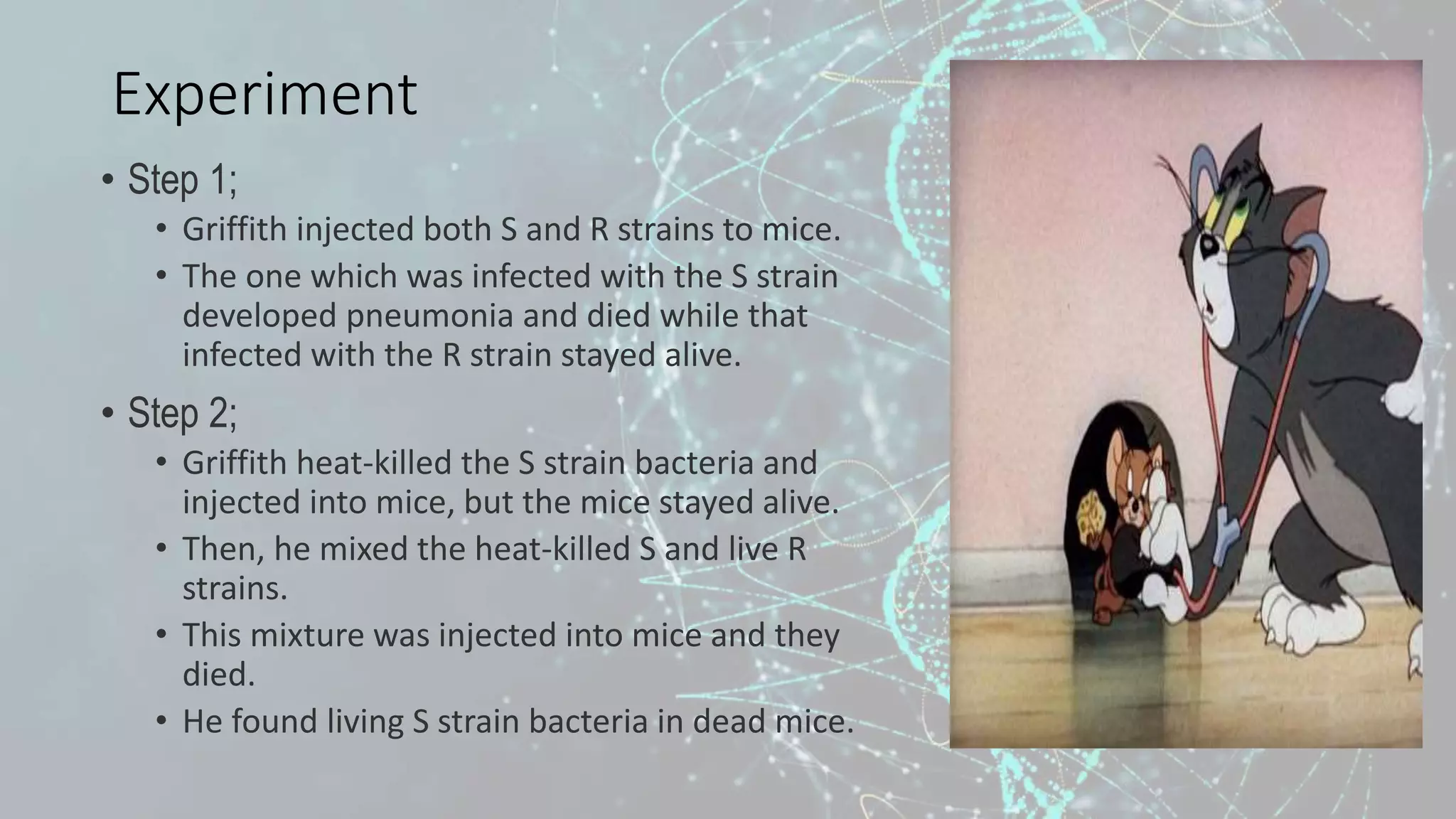 Experiment
• Step 1;
• Griffith injected both S and R strains to mice.
• The one which was infected with the S strain
developed pneumonia and died while that
infected with the R strain stayed alive.
• Step 2;
• Griffith heat-killed the S strain bacteria and
injected into mice, but the mice stayed alive.
• Then, he mixed the heat-killed S and live R
strains.
• This mixture was injected into mice and they
died.
• He found living S strain bacteria in dead mice.
 