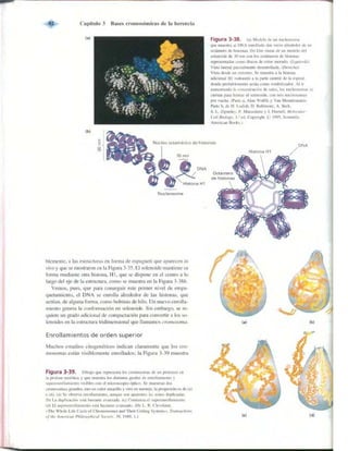 Griffiths anthony   genetica (7ed)
