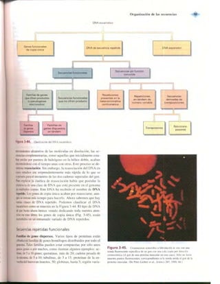 Griffiths anthony   genetica (7ed)