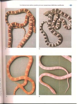 Griffiths anthony   genetica (7ed)