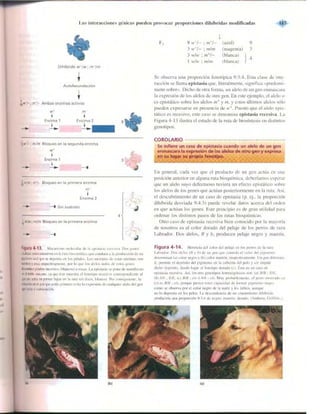 Griffiths anthony   genetica (7ed)