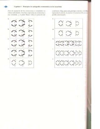 Griffiths anthony   genetica (7ed)