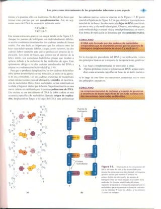 Griffiths anthony   genetica (7ed)
