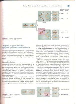 Griffiths anthony   genetica (7ed)