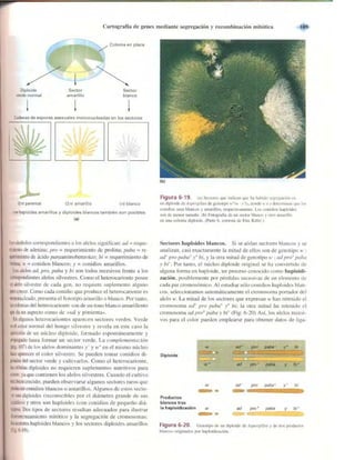Griffiths anthony   genetica (7ed)