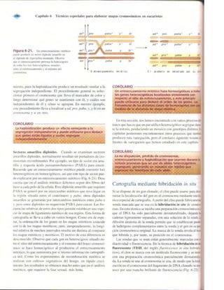 Griffiths anthony   genetica (7ed)