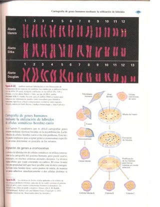 Griffiths anthony   genetica (7ed)