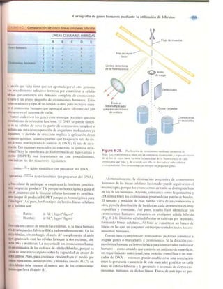 Griffiths anthony   genetica (7ed)