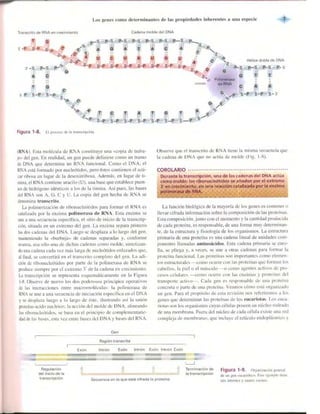 Griffiths anthony   genetica (7ed)