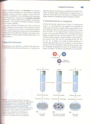 Griffiths anthony   genetica (7ed)