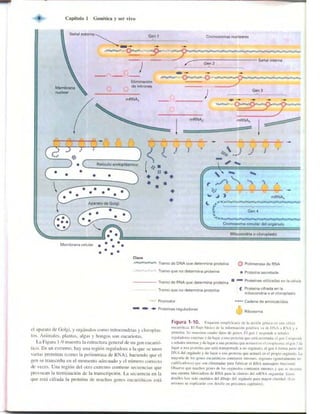 Griffiths anthony   genetica (7ed)