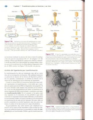Griffiths anthony   genetica (7ed)